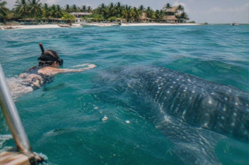 Half-Day Whale Shark Snorkel