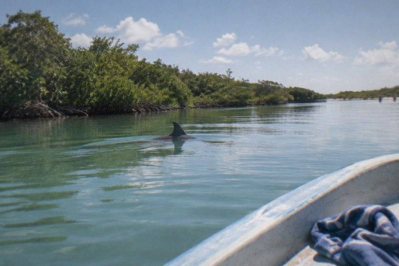 Biosphere Boat Trip, Dolphin Watching