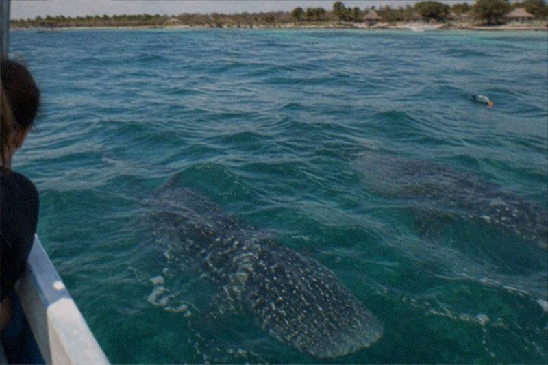Whale Shark Snorkel, Hotel Pickup