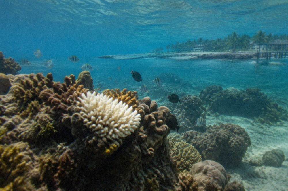 Coral formations and tropical fish along a shallow reef in clear blue water