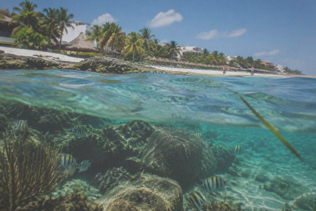 Clear turquoise water over a coral reef with tropical fish swimming near the surface