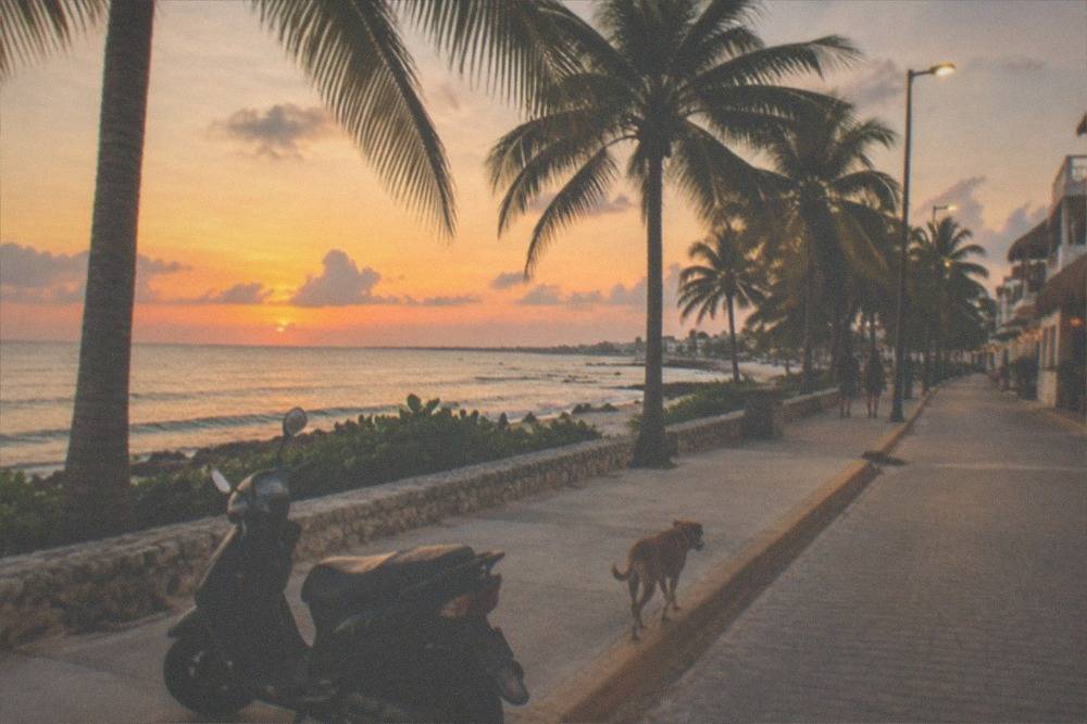A palm-lined coastal road at dusk with warm sky over calm water