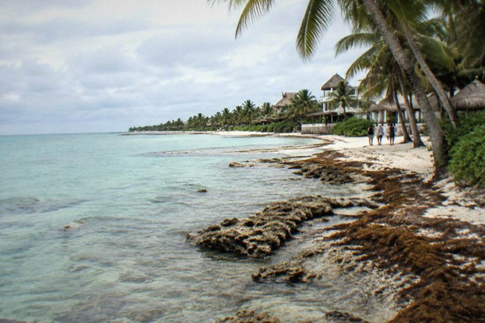 Sheltered western Cozumel shoreline with calm clear water, coral rock and scattered palm shade