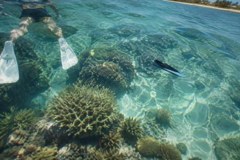 Snorkeler floating over a coral reef in clear shallow water