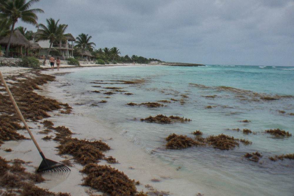 Dark brown sargassum seaweed floating in shallow turquoise water along a Caribbean beach