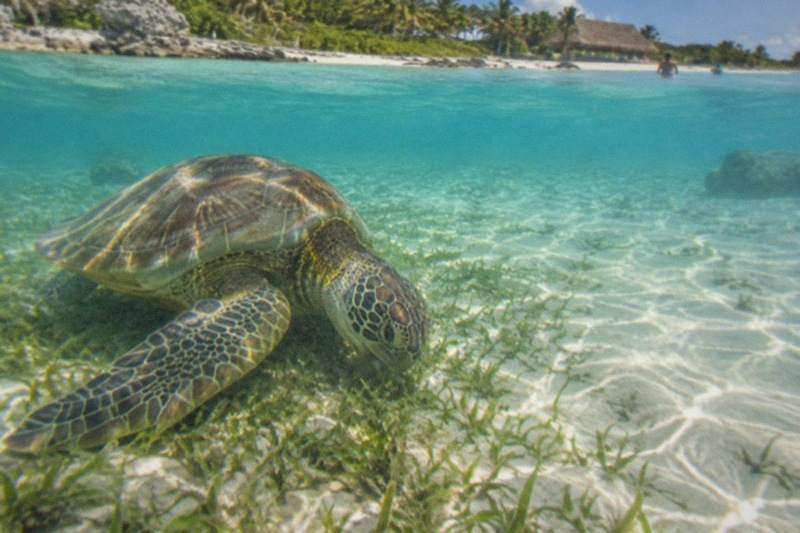 A sea turtle grazing on seagrass in the clear shallow water of Akumal Bay, sandy seafloor visible, no people.