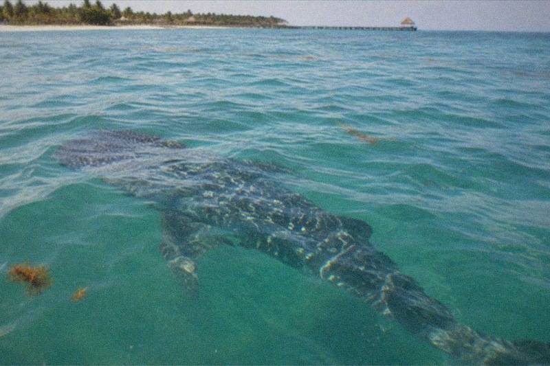 A whale shark gliding near the surface of open turquoise Caribbean water off Holbox, sunlight rippling on its spotted back, no people.