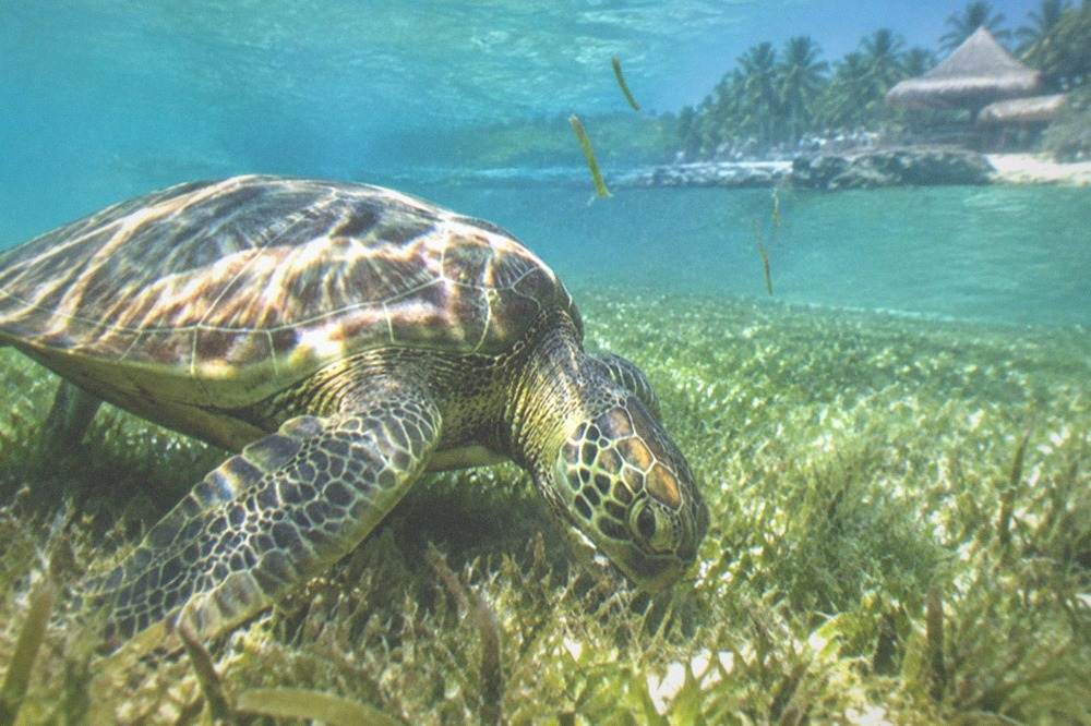 Green sea turtle grazing over a sunlit seagrass bed in clear shallow water