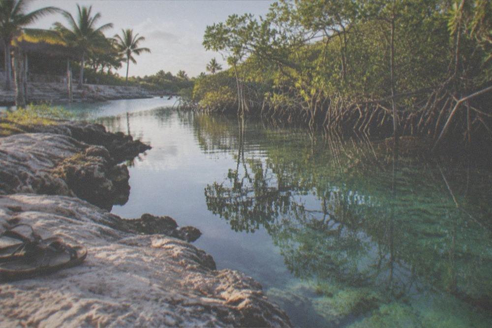 Open mangrove cenote with still clear water reflecting overhanging trees