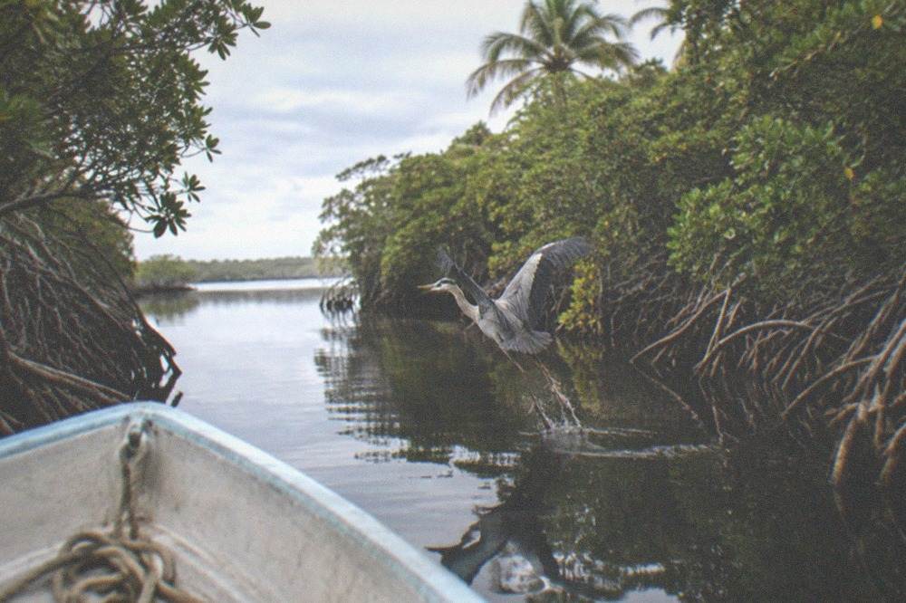 Small open boat drifting through a narrow mangrove channel in a biosphere lagoon