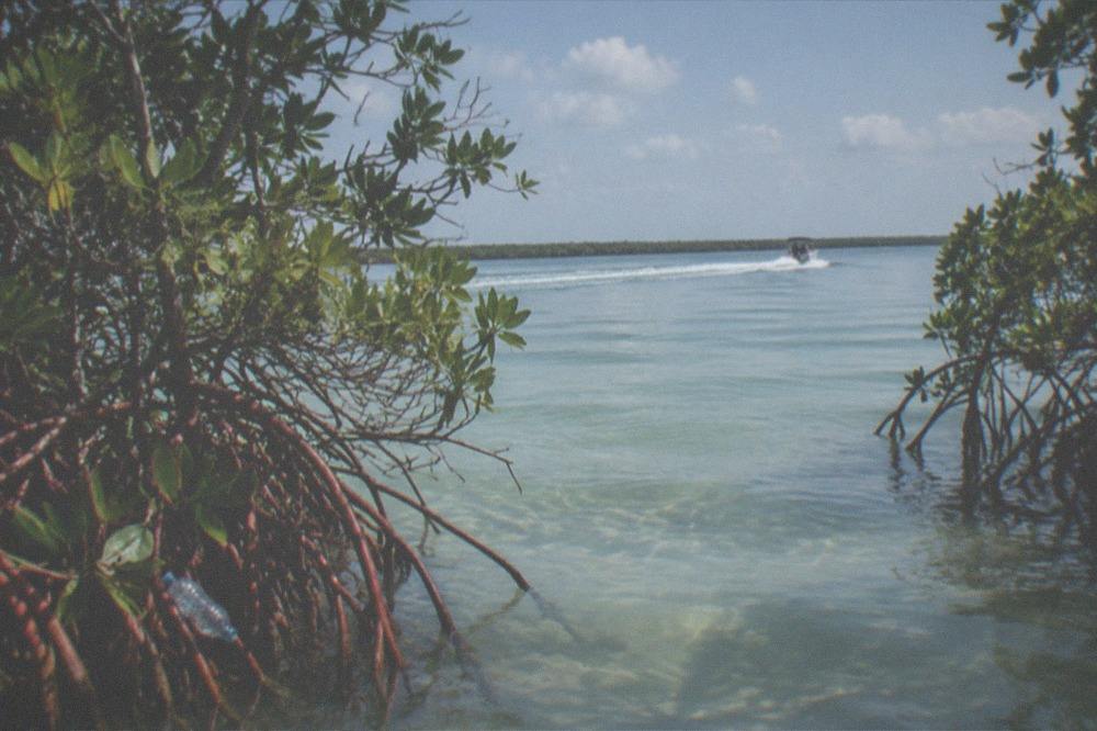 Clear calm lagoon water framed by mangroves with a boat wake trailing behind