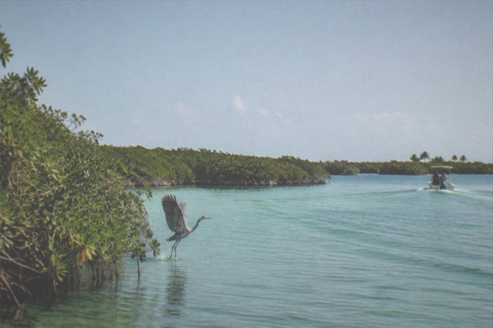 A calm turquoise lagoon surrounded by mangroves under a wide sky