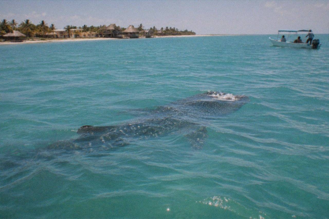 Wide establishing view. A whale shark gliding near the surface of open turquoise Caribbean water off Holbox, sunlight rippling on its spotted back, no people.